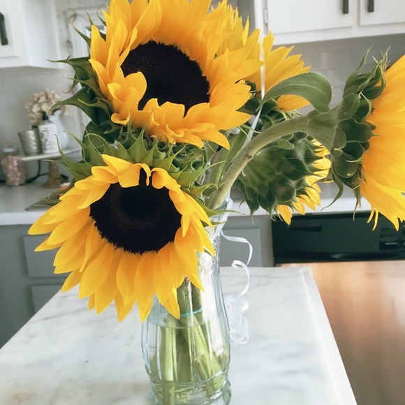 Meet your Posher, Sunnie - Picture 3 of 3